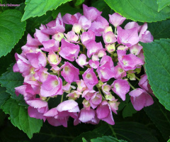 Hydrangea