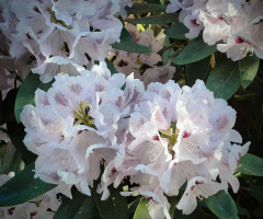 BLOOMING RHODODENDRON 