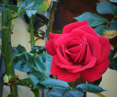 RED ROSE IN BLOOM