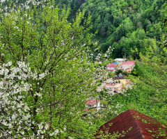 Yeşil,çok yeşil