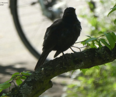 Common blackbird