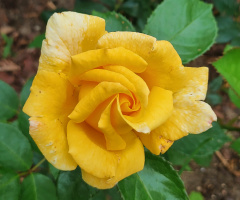 GARDEN ROSE