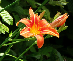 Lilium bulbiferum (orange lily)