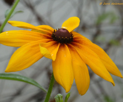 Rudbeckia hirta, commonly called black-eyed Susan