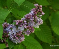 Syringa vulgaris (the lilac or common lilac)