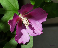 Hibiscus