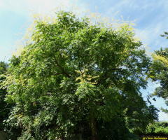 magnificent tree