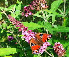 BUDDLEJA AND BUTERFLY