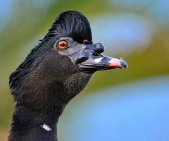 Pato-do-mato (Cairina moschata)