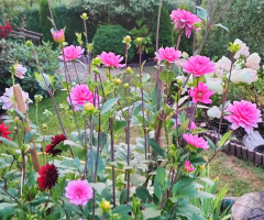 DECORATIVE DAHLIAS