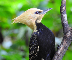 Pica-pau-de-cabeça-amarela