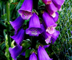 PURPLE FOXGLOVES