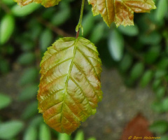 Leaves