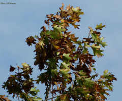 Leaves in the wind