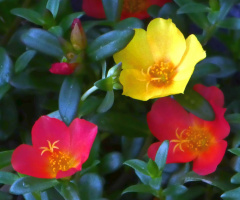 Portulaca grandiflora