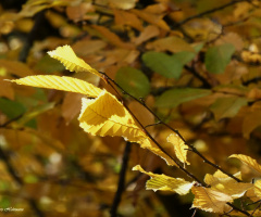 Leaves