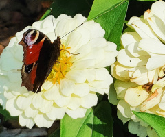 BUTTERFLY ON ZINNIA 