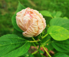 THE BUD OF HIBISCUS