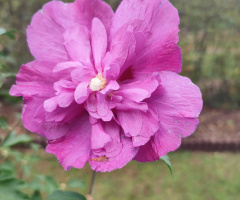 HIBISCUS SYRIACUS