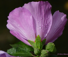 Hibiscus 