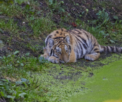 Amur Tiger - Copenhagen Zoo - 2024.