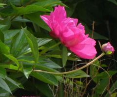 Peony flowers