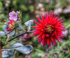 Flowers In Tivoli - Copenhagen 2024.