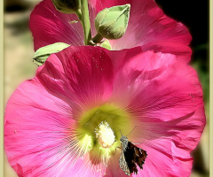 Hollyhocks bloom ⚜⚜