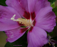 Hibiscus