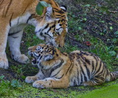 Amur Tigers - Copenhagen Zoo 2024.