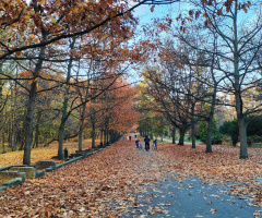 AUTUMN WALK