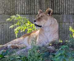 Copenhagen Zoo - September 2024