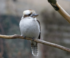 Copenhagen Zoo.