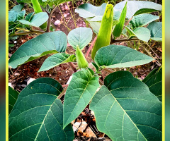 Datura plant 