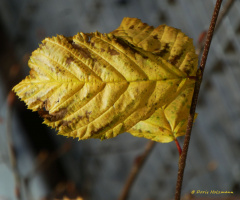 Leaves