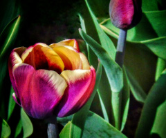 COLOURFUL TULIPS