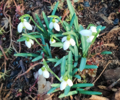 THE FIRST SPRING FLOWERS