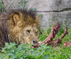 Copenhagen Zoo - July 2024