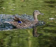 Bauchlandung - Belly Landing