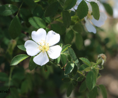 Flower White