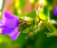 purple blooms