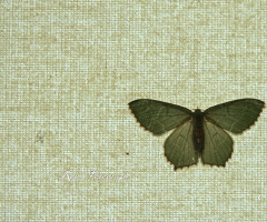 A butterfly on the curtain