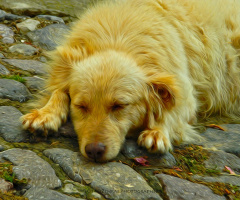 Uykucu  Golden  Köpeği