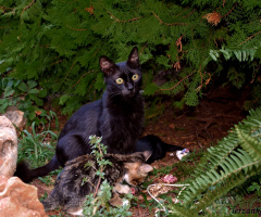 yavruları yemek yiyen anne kedi