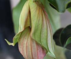 Medinilla