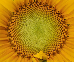 sun flower