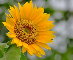 sun flower