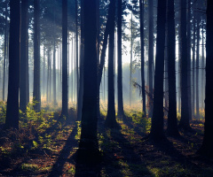 ...Blue forest, Jakubowice, Polonya