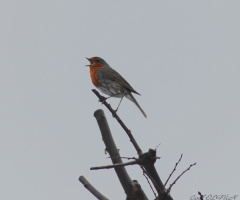 Kızılgerdan (Erithacus rubecula)