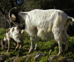 Beautiful Goats